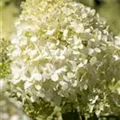 Hydrangea paniculata