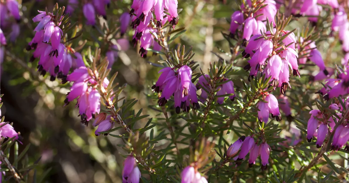 Erica carnea 'Eva' -S-