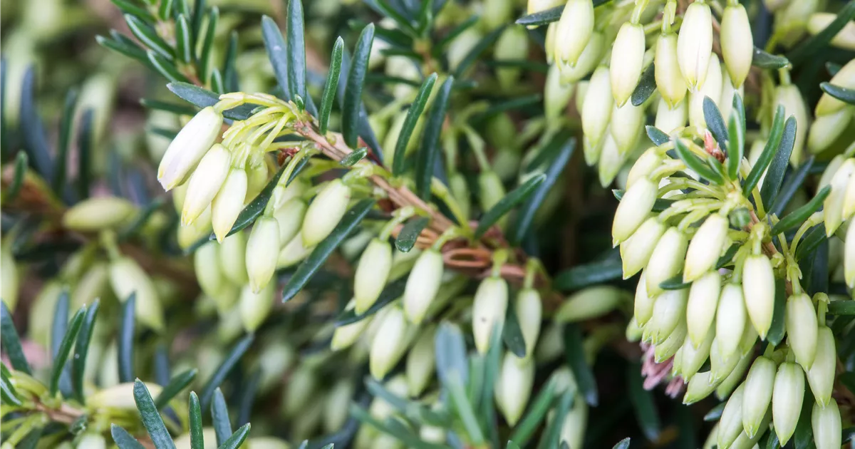 Erica carnea 'Isabell'