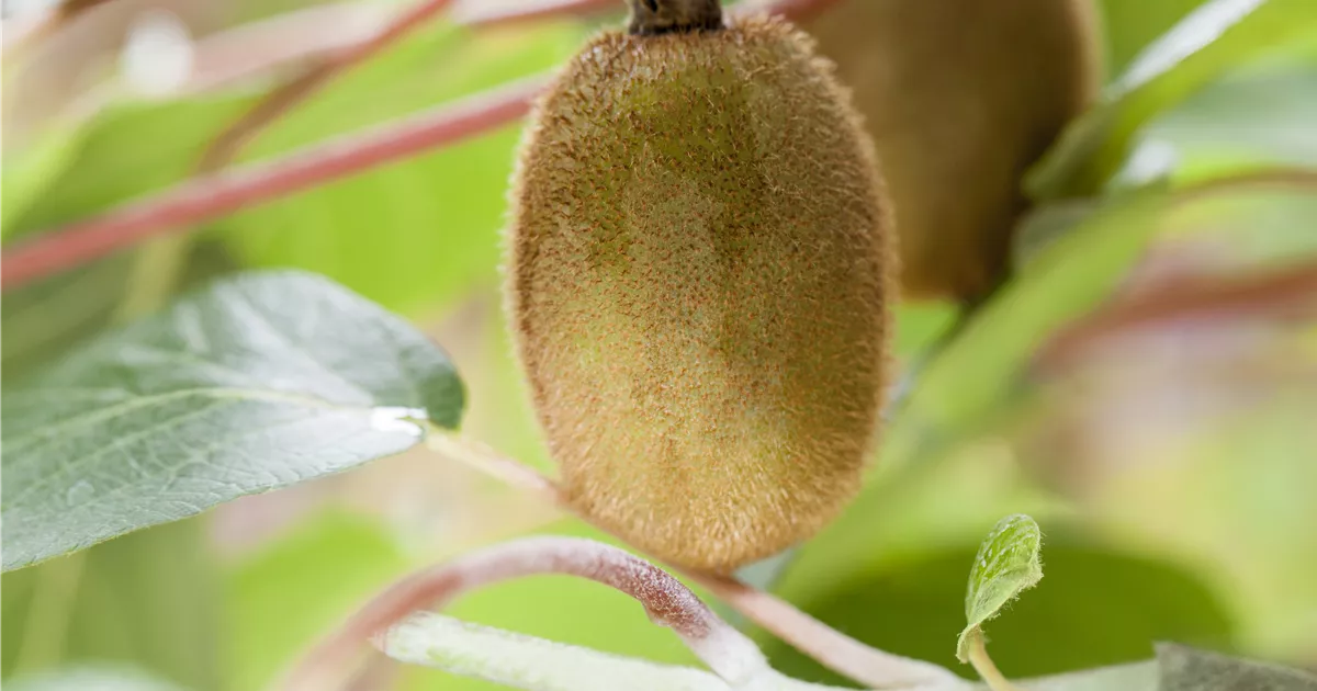 Actinidia chinensis 'Hayward'