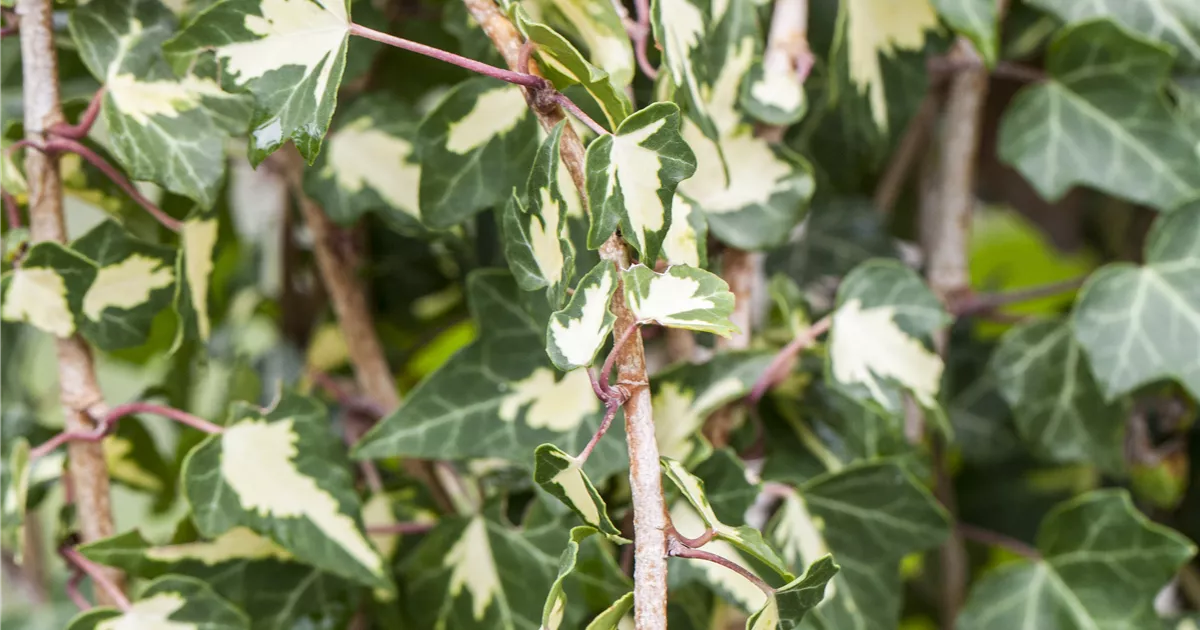 Hedera helix 'Goldheart'
