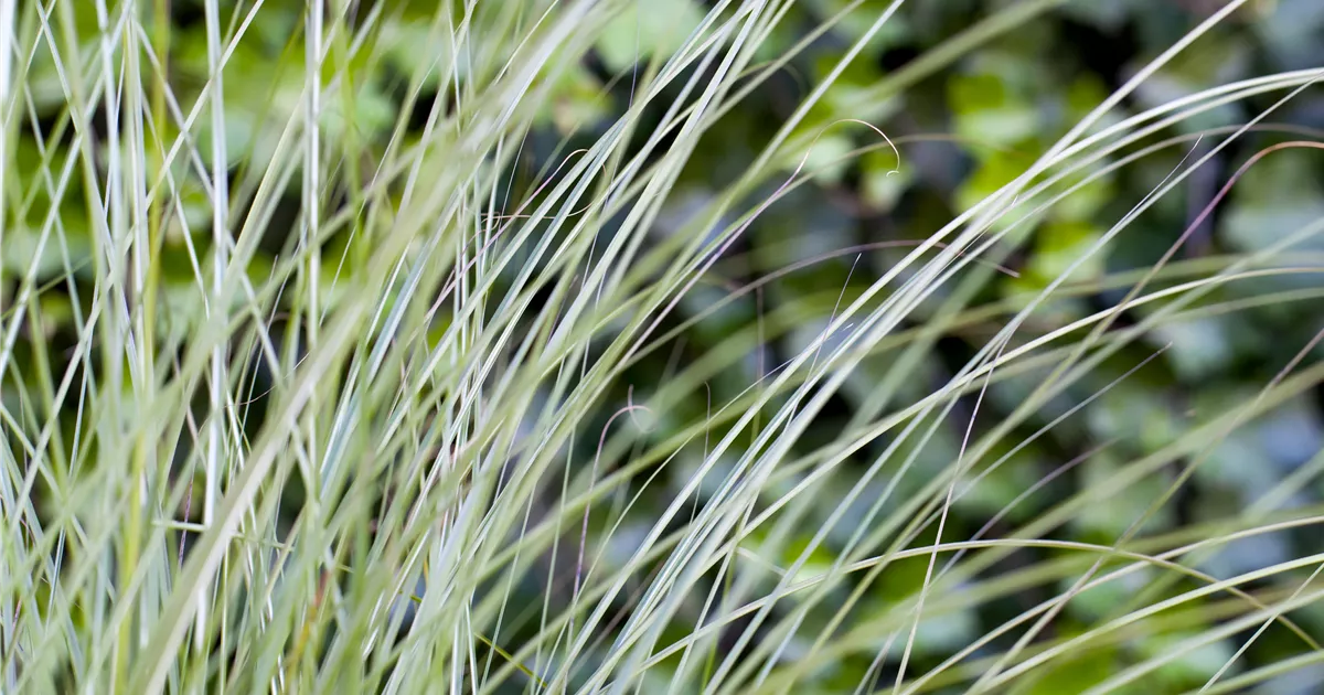 Miscanthus sinensis 'Gracillimus'