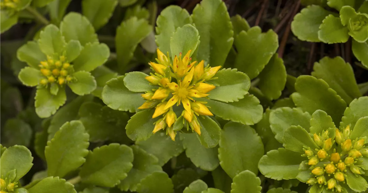 Sedum floriferum 'Weihenstephaner Gold'