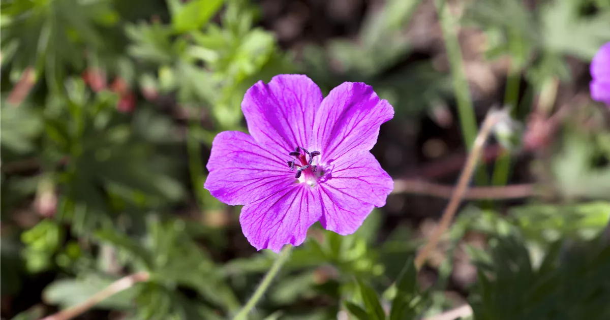 Geranium sanguineum 'Tiny Monster'