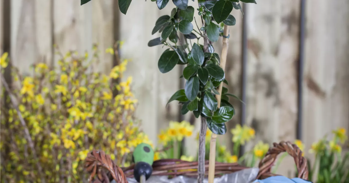 Viburnum tinus