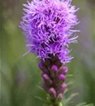 GS410850.jpg