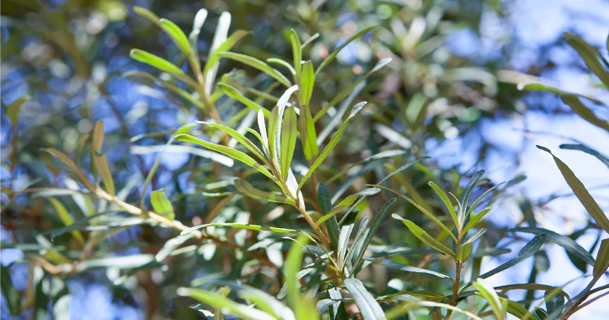 Hippophae rhamnoides 'Pollmix'