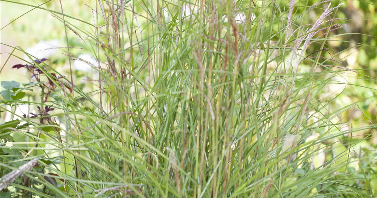 Miscanthus sinensis 'Kleine Fontäne'