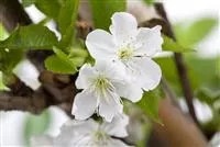 Prunus av.'Sylvia' CAC