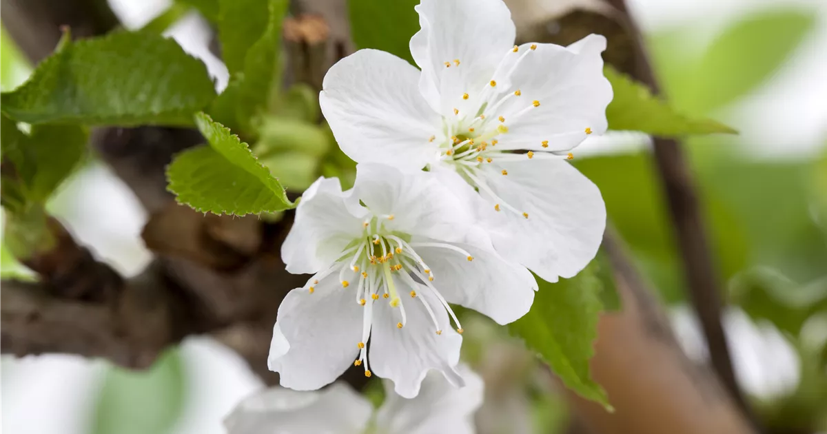 Prunus av.'Sylvia' CAC
