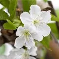 Prunus avium