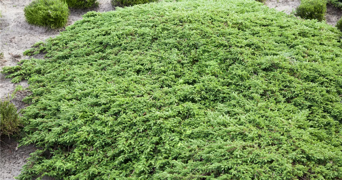 Juniperus com.'Green Carpet'