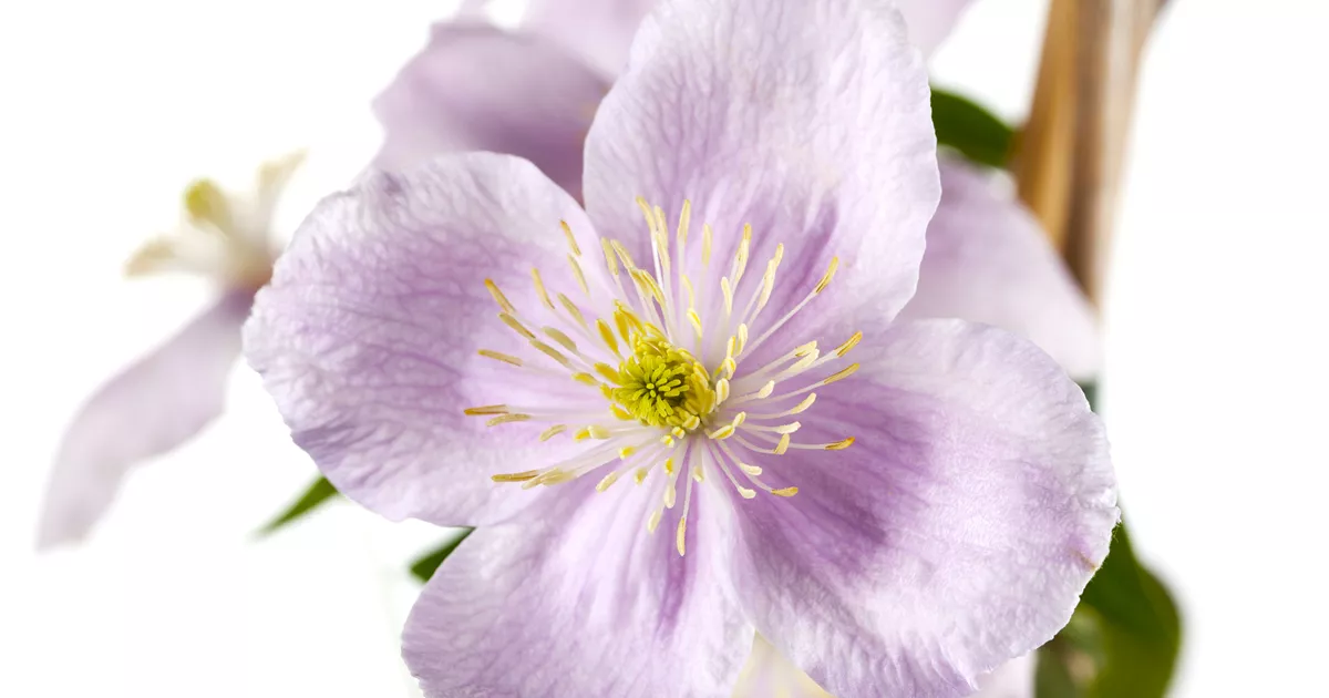 Clematis montana 'Rubens'