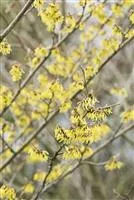Hamamelis interm.'Arnold Promise'
