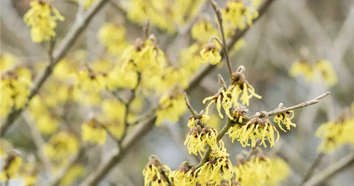 Hamamelis interm.'Arnold Promise'