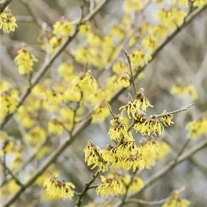 Hamamelis interm.'Arnold Promise'