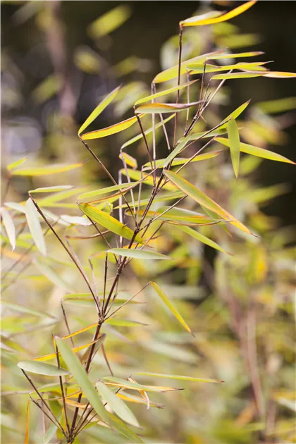 Fargesia 'Jiuzhaigou 1', Gartenbambus 'Jiuzhaigou 1' - Baumschule &  Pflanzenvertrieb Brossmer