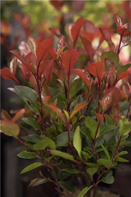 Photinia fraseri 'Little Red Robin', Glanzmispel 'LIttle Red Robin' -  Baumschule & Pflanzenvertrieb Brossmer