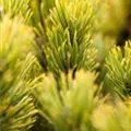 Pinus mugo 'Little Gold Star'