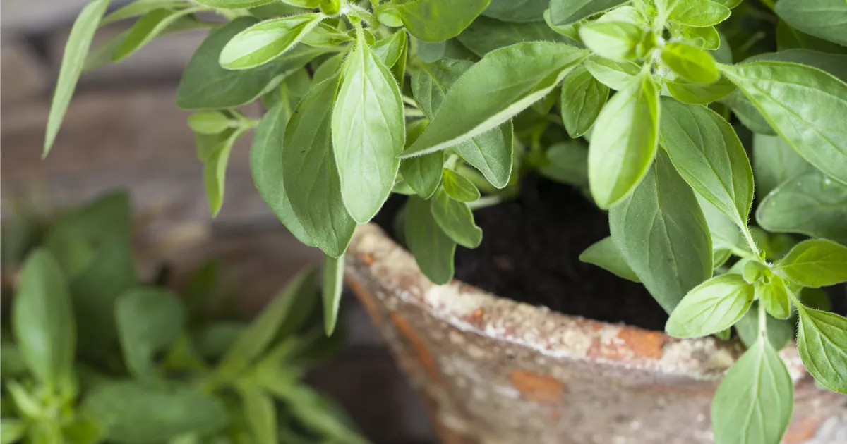 Origanum majorana