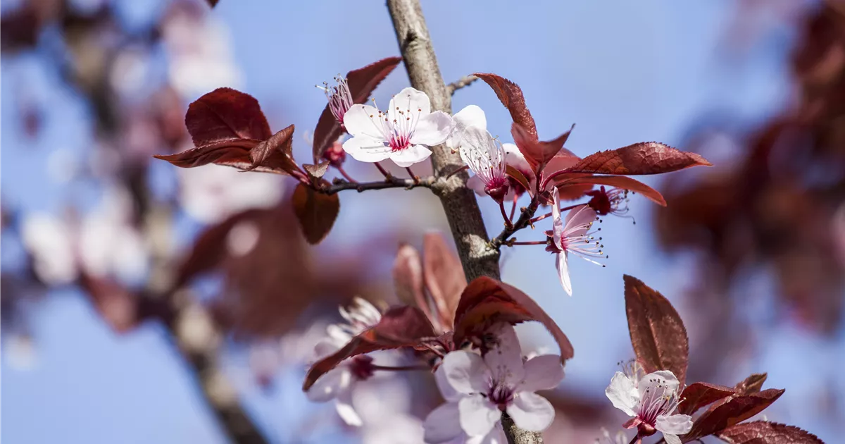 Prunus cerasifera 'Nigra'