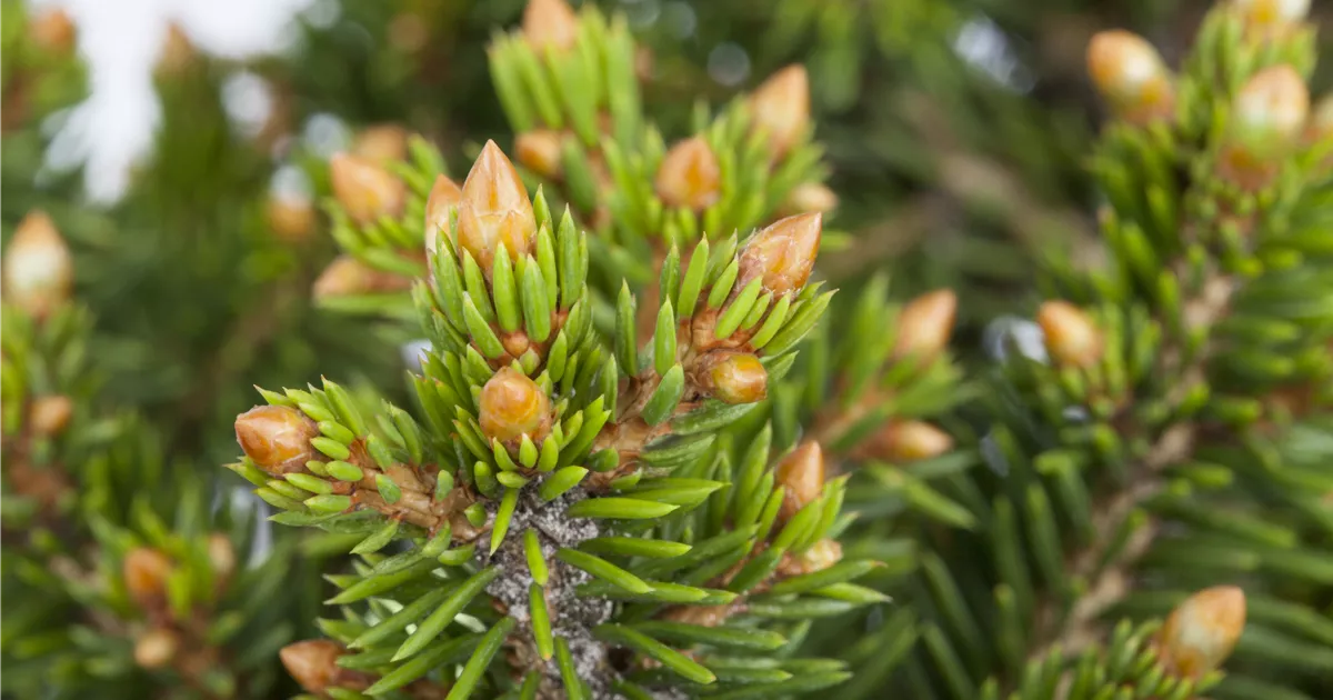 Picea abies 'Will's Zwerg'