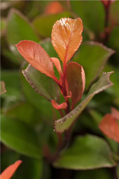 Photinia fraseri 'Little Red Robin', Glanzmispel 'LIttle Red Robin' -  Baumschule & Pflanzenvertrieb Brossmer