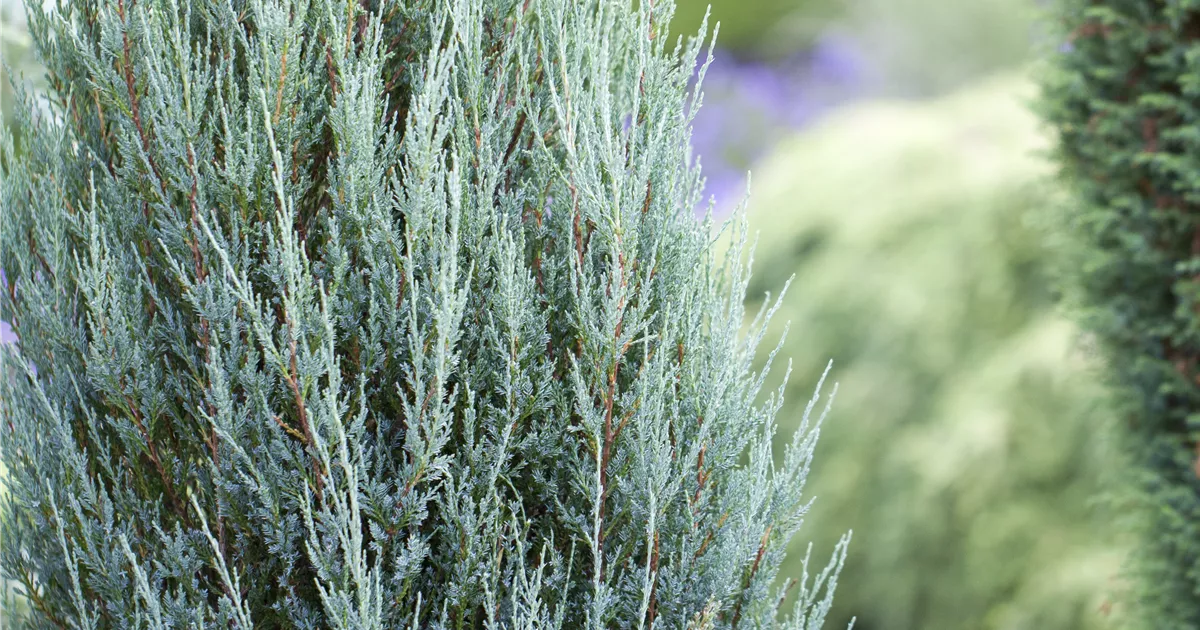 Juniperus scopulorum 'Blue Arrow'
