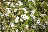 Potentilla fruticosa 'Abbotswood'