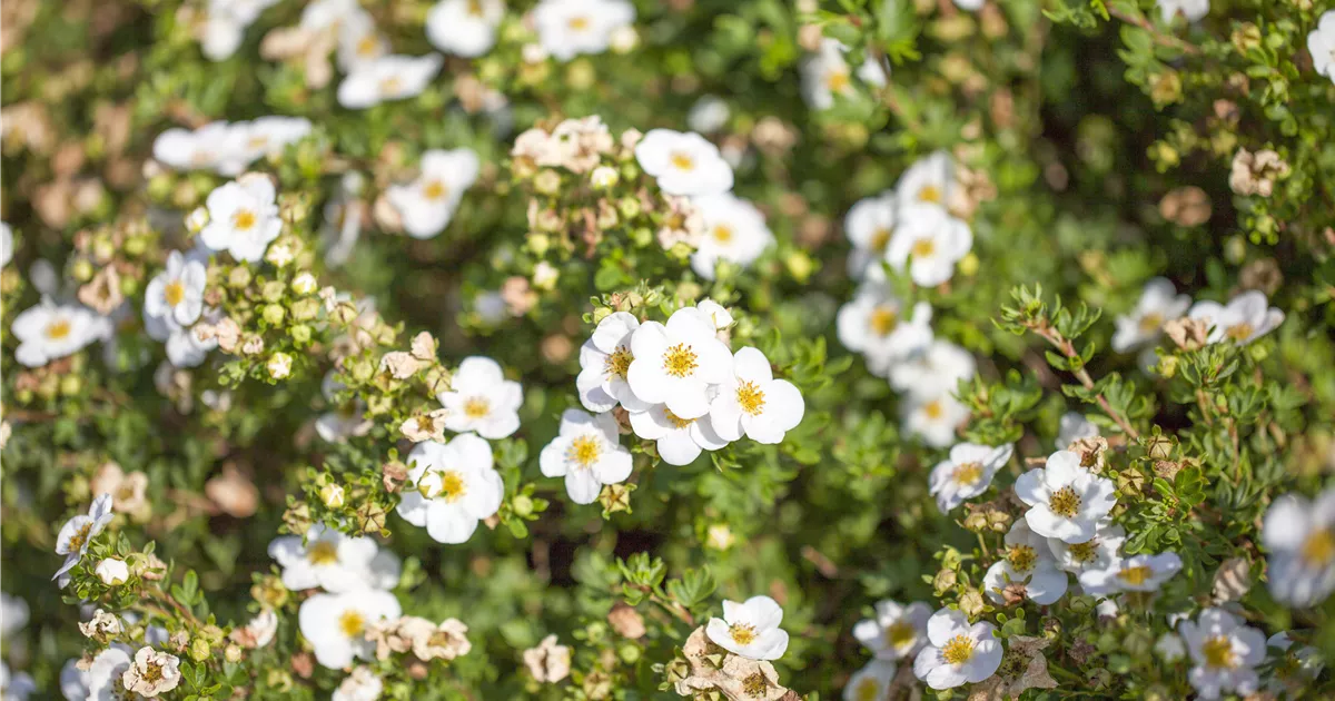 Potentilla fruticosa 'Abbotswood'