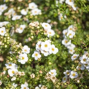 Potentilla fruticosa 'Abbotswood'