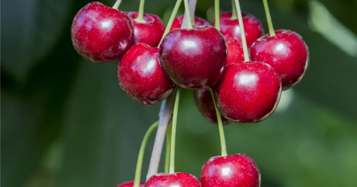 Prunus av.'Hedelfinger Riesenk.' CAC