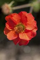 Geum chiloense 'Feuerball', gen.