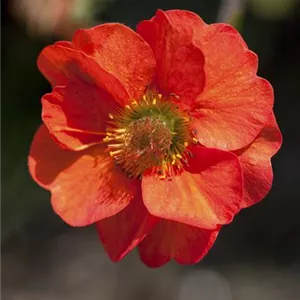Geum chiloense 'Feuerball', gen.