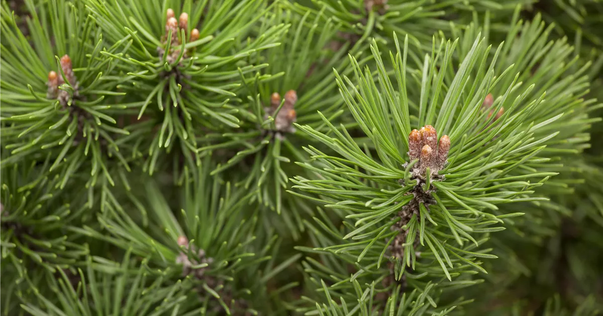 Pinus mugo 'Mops'