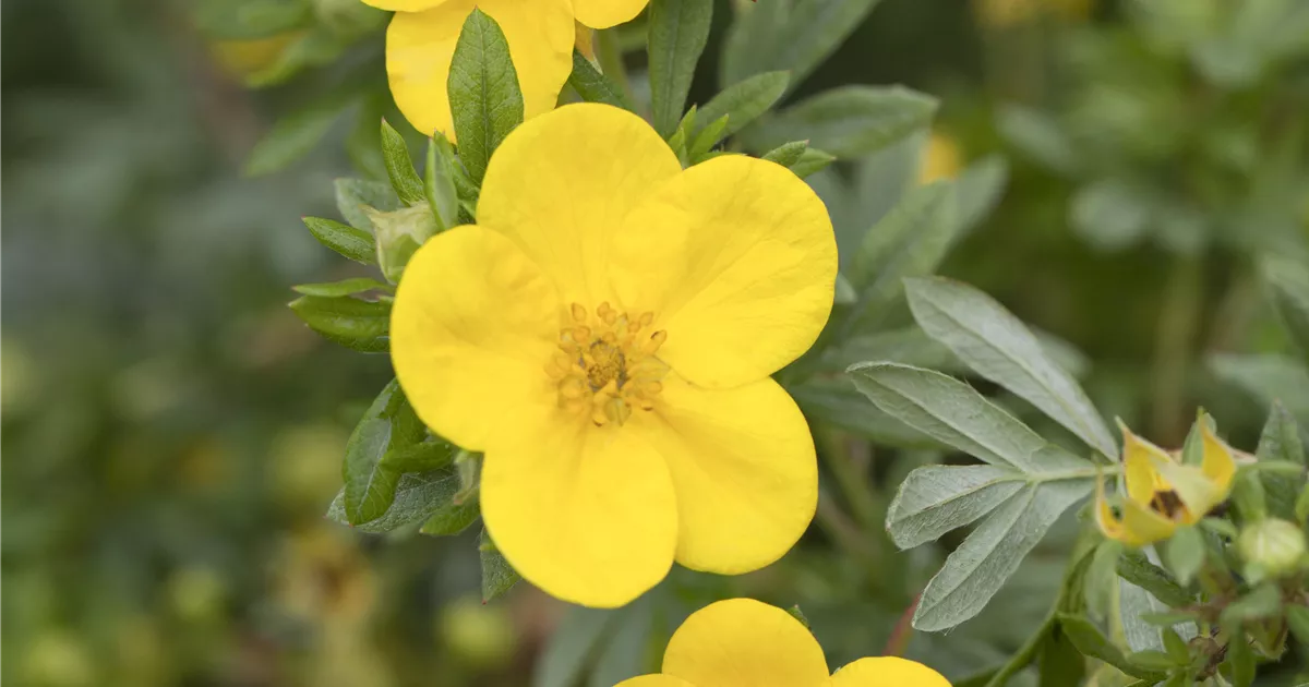 Potentilla fruticosa 'Goldstar'