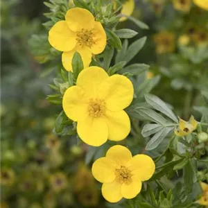 Potentilla fruticosa 'Goldstar'