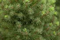 Picea glauca 'Conica Perfecta'