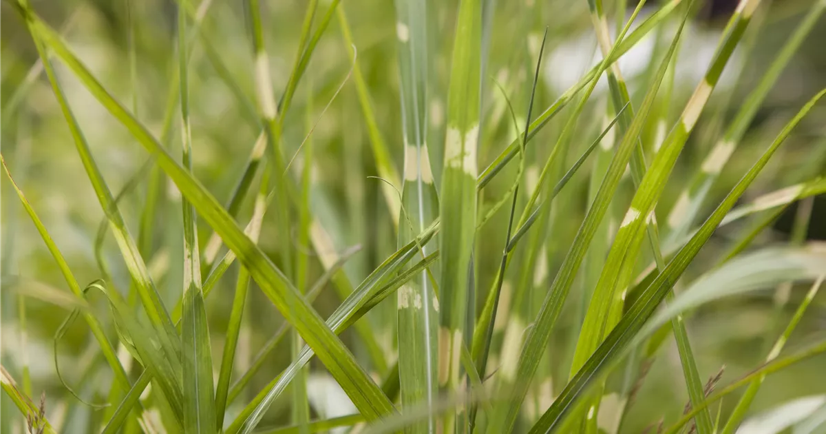 Miscanthus sinensis 'Zebrinus'