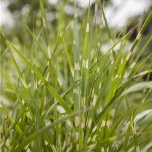 Miscanthus sinensis 'Zebrinus'