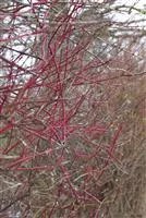 Cornus alba 'Sibirica'