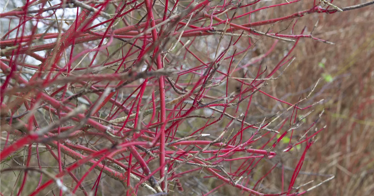 Cornus alba 'Sibirica'
