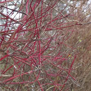Cornus alba 'Sibirica'