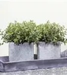 GS457841.jpg