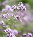 GS410869.jpg