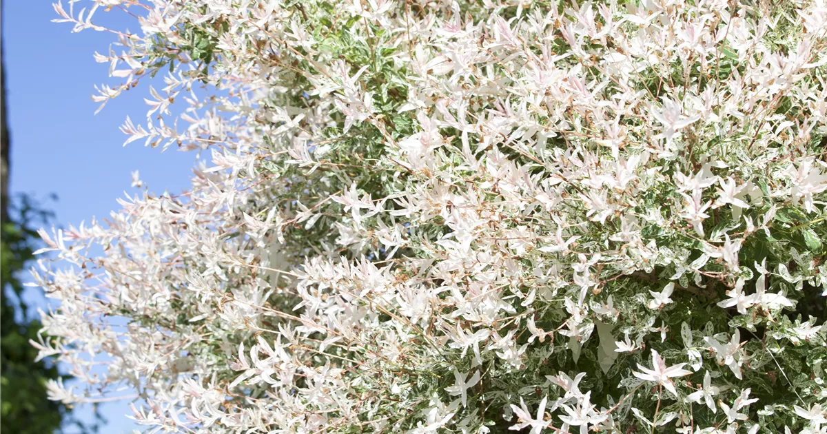 Salix integra 'Hakuro Nishiki'