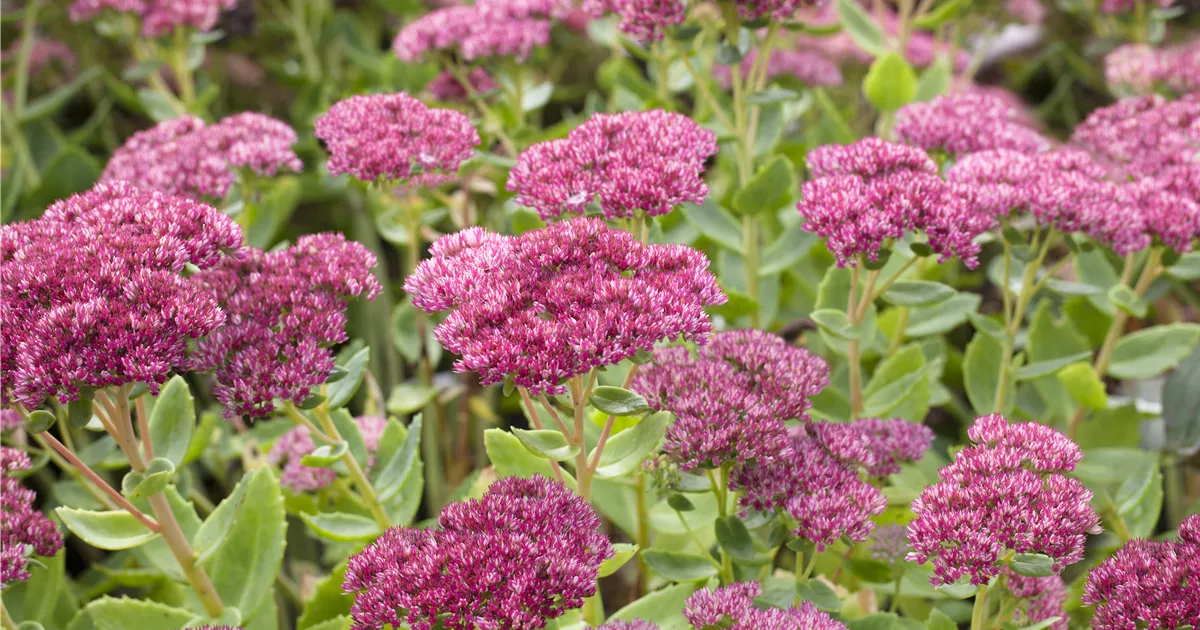 Sedum telephium 'Herbstfreude'