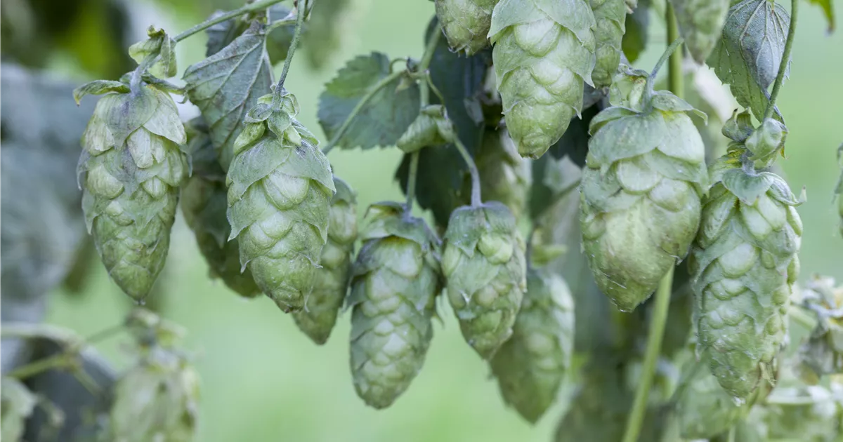 Humulus lupulus