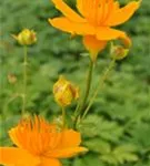 Trollius europaeus.JPG