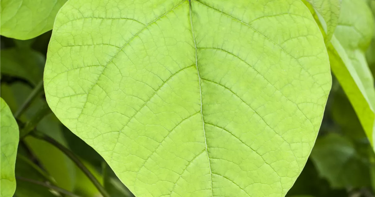 Catalpa bignonioides 'Nana'